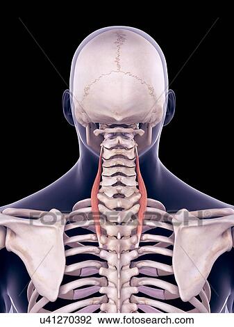 Neck muscles, illustration View Large Photo Image Stock Image - Neck muscles, illustration. Fotosearch
