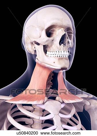 Stock Image - Neck muscles, illustration. Fotosearch
