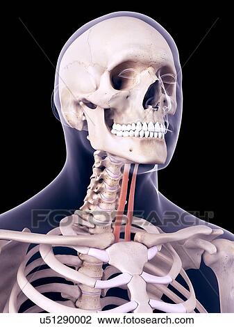 Stock Image - Neck muscles, illustration. Fotosearch