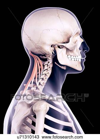 Stock Image - Neck muscles, illustration. Fotosearch