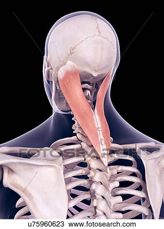 Stock Image - Neck muscles, illustration. Fotosearch
