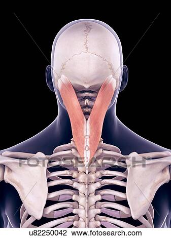 Neck muscles, illustration View Large Photo Image Stock Image - Neck muscles, illustration. Fotosearch