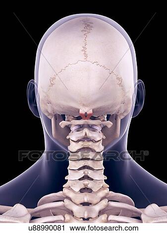 Stock Image - Neck muscles, illustration. Fotosearch