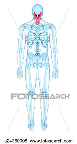 Stock Photo - Neck muscles, illustration. Fotosearch