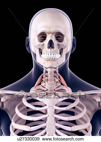 Neck muscles, illustration View Large Photo Image Stock Photo - Neck muscles, illustration. Fotosearch