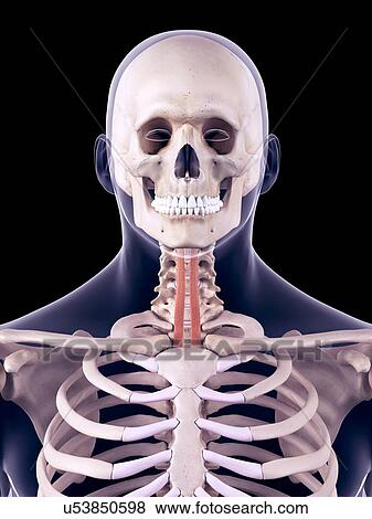 Neck muscles, illustration View Large Photo Image Stock Photo - Neck muscles, illustration. Fotosearch