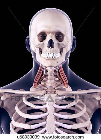 Neck muscles, illustration View Large Photo Image Stock Photo - Neck muscles, illustration. Fotosearch