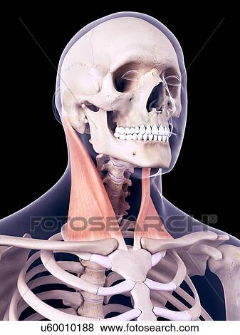 Stock Photo - Neck muscles, illustration. Fotosearch