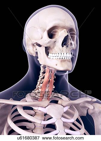 Neck muscles, illustration View Large Photo Image Stock Photo - Neck muscles, illustration. Fotosearch