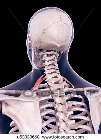 Stock Photo - Neck muscles, illustration. Fotosearch
