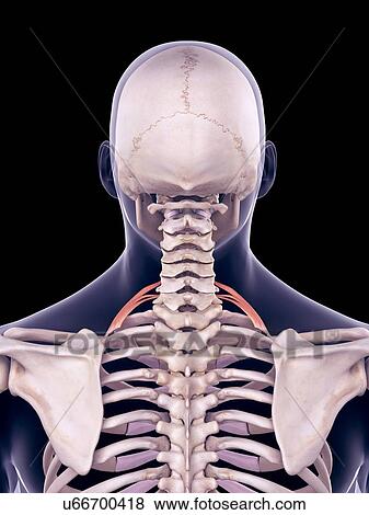 Neck muscles, illustration View Large Photo Image Stock Photo - Neck muscles, illustration. Fotosearch