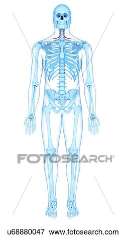 Stock Photo - Neck muscles, illustration. Fotosearch