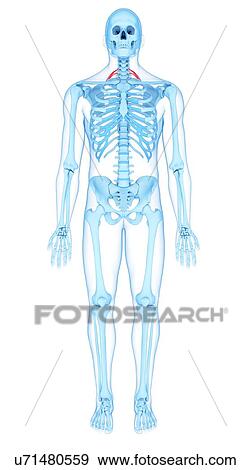 Stock Photo - Neck muscles, illustration. Fotosearch