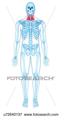 Stock Photo - Neck muscles, illustration. Fotosearch