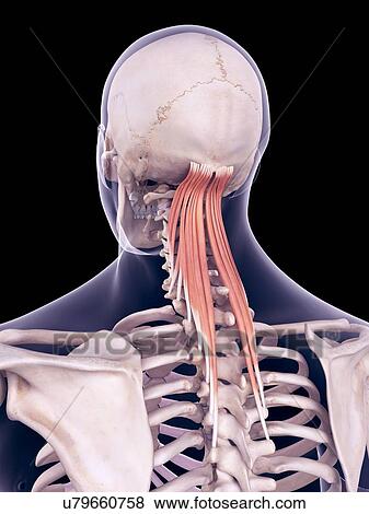 Stock Photo - Neck muscles, illustration. Fotosearch