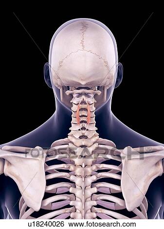 Stock Photograph - Neck muscles, illustration. Fotosearch