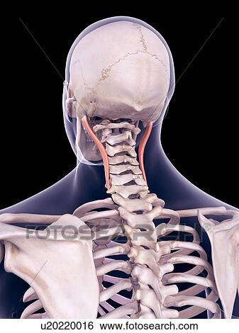 Neck muscles, illustration View Large Photo Image Stock Photograph - Neck muscles, illustration. Fotosearch
