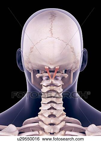Neck muscles, illustration View Large Photo Image Stock Photograph - Neck muscles, illustration. Fotosearch