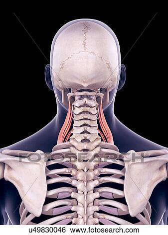 Stock Photograph - Neck muscles, illustration. Fotosearch