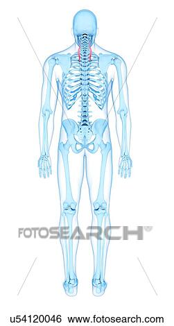 Neck muscles, illustration View Large Photo Image Stock Photograph - Neck muscles, illustration. Fotosearch