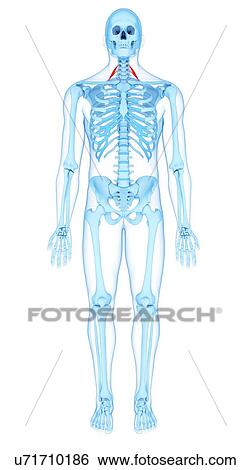 Neck muscles, illustration View Large Photo Image Stock Photograph - Neck muscles, illustration. Fotosearch