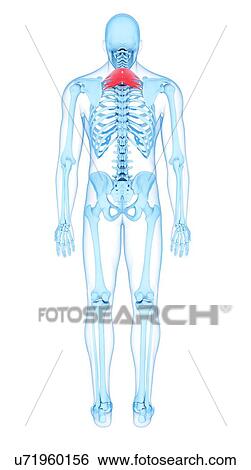 Stock Photograph - Neck muscles, illustration. Fotosearch