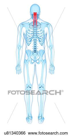 Stock Photograph - Neck muscles, illustration. Fotosearch