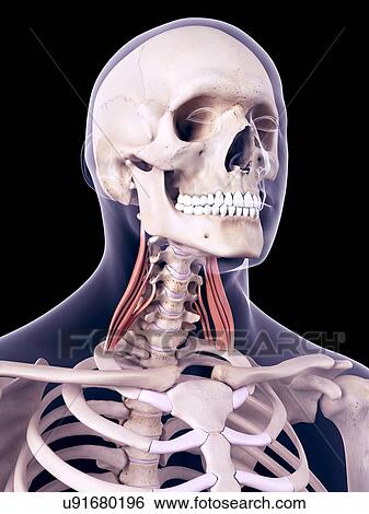 Neck muscles, illustration View Large Photo Image Stock Photograph - Neck muscles, illustration. Fotosearch