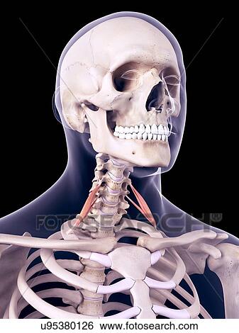 Neck muscles, illustration View Large Photo Image Stock Photograph - Neck muscles, illustration. Fotosearch
