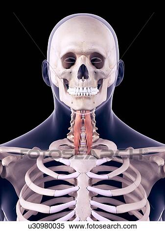Neck muscles, illustration View Large Photo Image Stock Photography - Neck muscles, illustration. Fotosearch