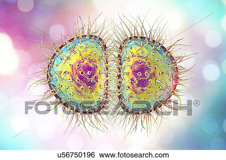 Neisseria gonorrhoeae bacteria, illustration View Large Photo Image Stock Photograph - Neisseria gonorrhoeae bacteria, illustration. Fotosearch