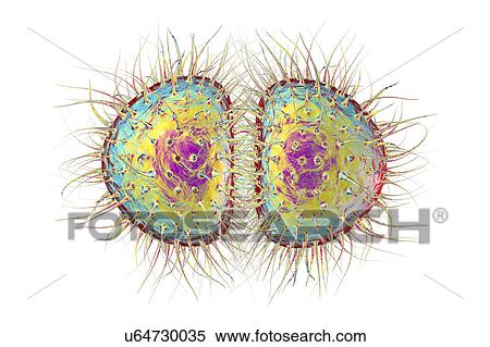 Stock Photography - Neisseria gonorrhoeae bacteria, illustration. Fotosearch