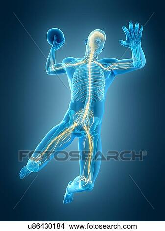 Nervous system of handball player, illustration View Large Photo Image Picture - Nervous system of handball player, illustration. Fotosearch