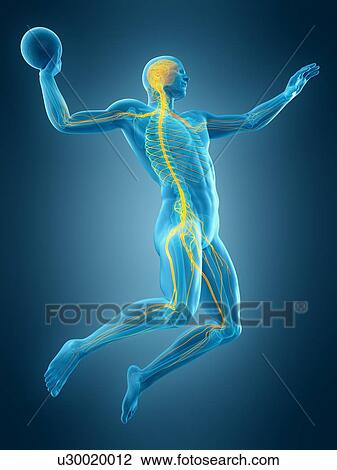 Nervous system of handball player, illustration View Large Photo Image Stock Image - Nervous system of handball player, illustration. Fotosearch
