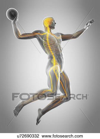 Nervous system of handball player, illustration View Large Photo Image Stock Image - Nervous system of handball player, illustration. Fotosearch