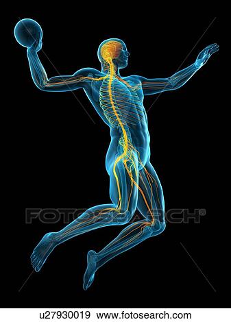 Nervous system of handball player, illustration View Large Photo Image Stock Photo - Nervous system of handball player, illustration. Fotosearch