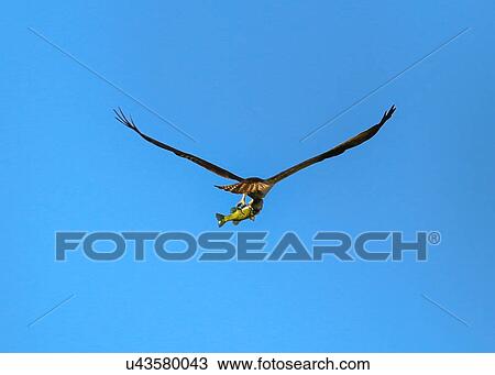 Osprey View Large Photo Image Stock Image - Osprey. Fotosearch