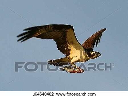 Stock Image - Osprey. Fotosearch