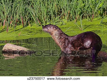 Stock Photo - Otter. Fotosearch