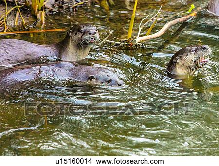 Otters View Large Photo Image Picture - Otters. Fotosearch