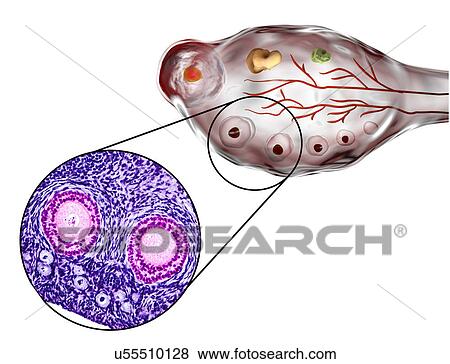 Stock Photo - Ovarian follicles, micrograph and illustration. Fotosearch
