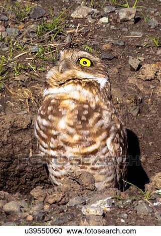 Stock Image - Owl. Fotosearch