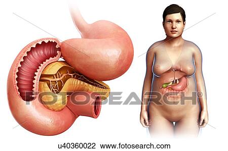 Stock Image - Pancreas and duodenum, illustration. Fotosearch