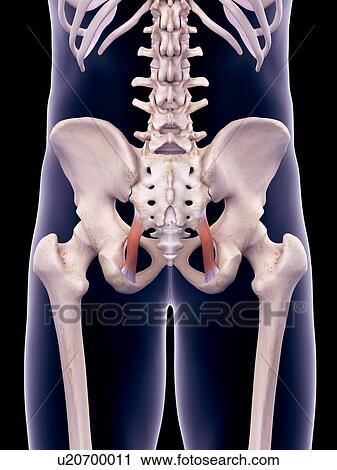Pelvis ligament, illustration View Large Photo Image Stock Image - Pelvis ligament, illustration. Fotosearch