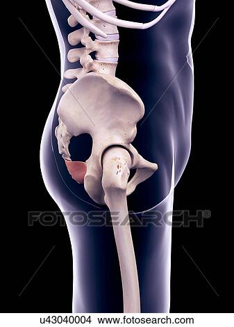 Picture - Pelvis muscle, illustration. Fotosearch