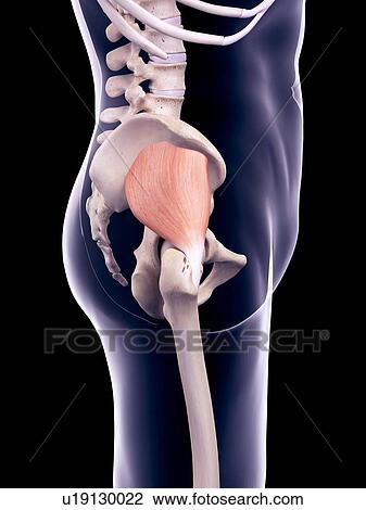 Pelvis muscle, illustration View Large Photo Image Stock Image - Pelvis muscle, illustration. Fotosearch