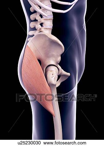 Stock Image - Pelvis muscle, illustration. Fotosearch