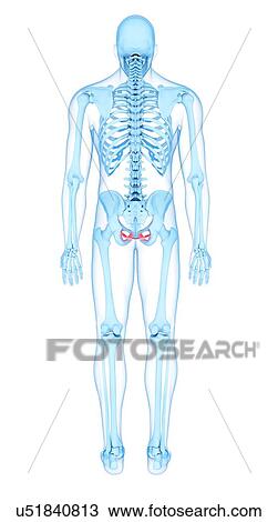 Pelvis muscle, illustration View Large Photo Image Stock Image - Pelvis muscle, illustration. Fotosearch