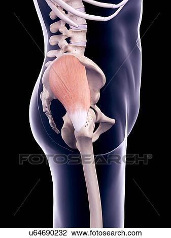 Stock Image - Pelvis muscle, illustration. Fotosearch