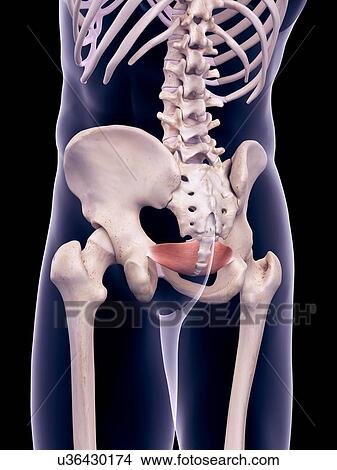 Picture - Pelvis muscles, illustration. Fotosearch
